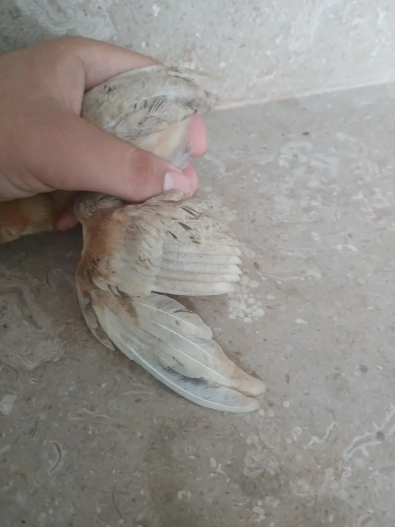 Aseel chicks for sale read add exchange possible — photo 3