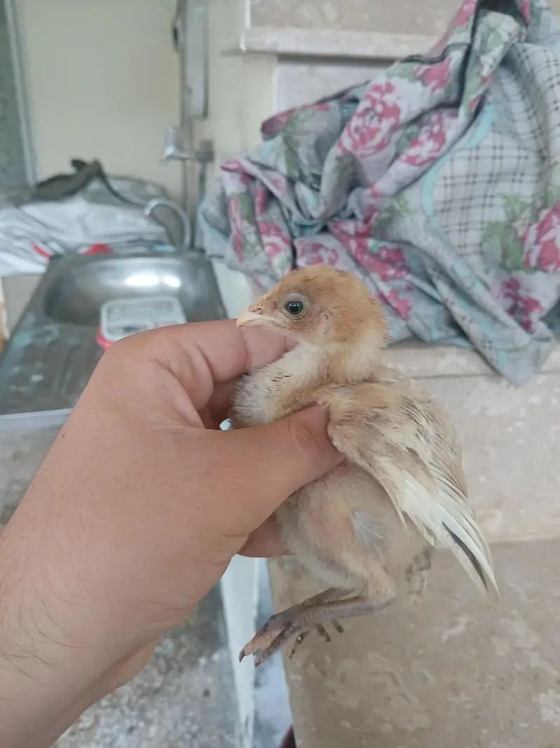 Aseel chicks for sale read add exchange possible — photo 4