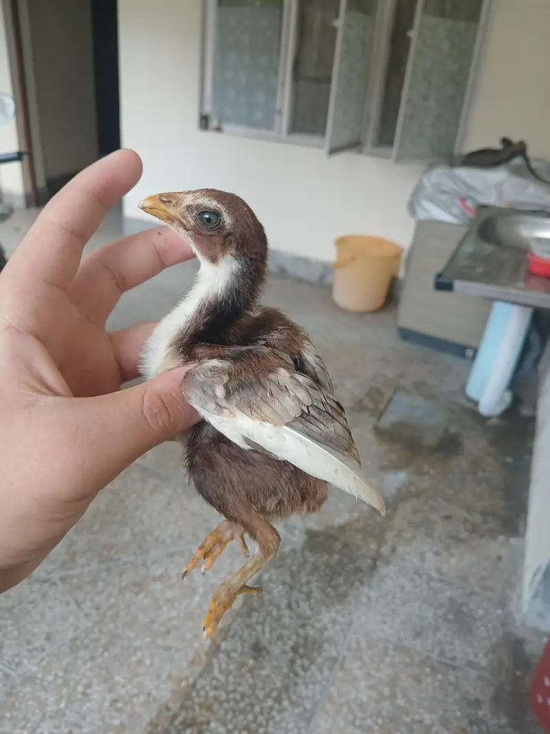 Aseel chicks for sale read add exchange possible — photo 5