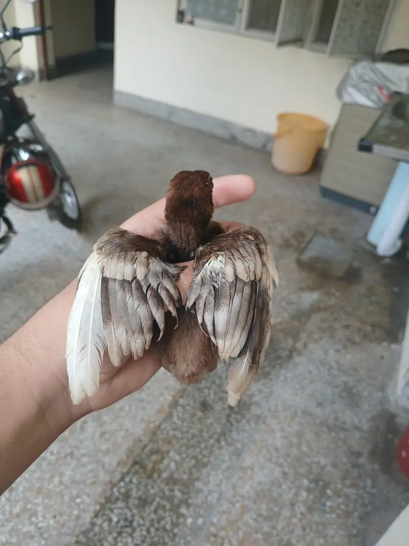 Aseel chicks for sale read add exchange possible — photo 6