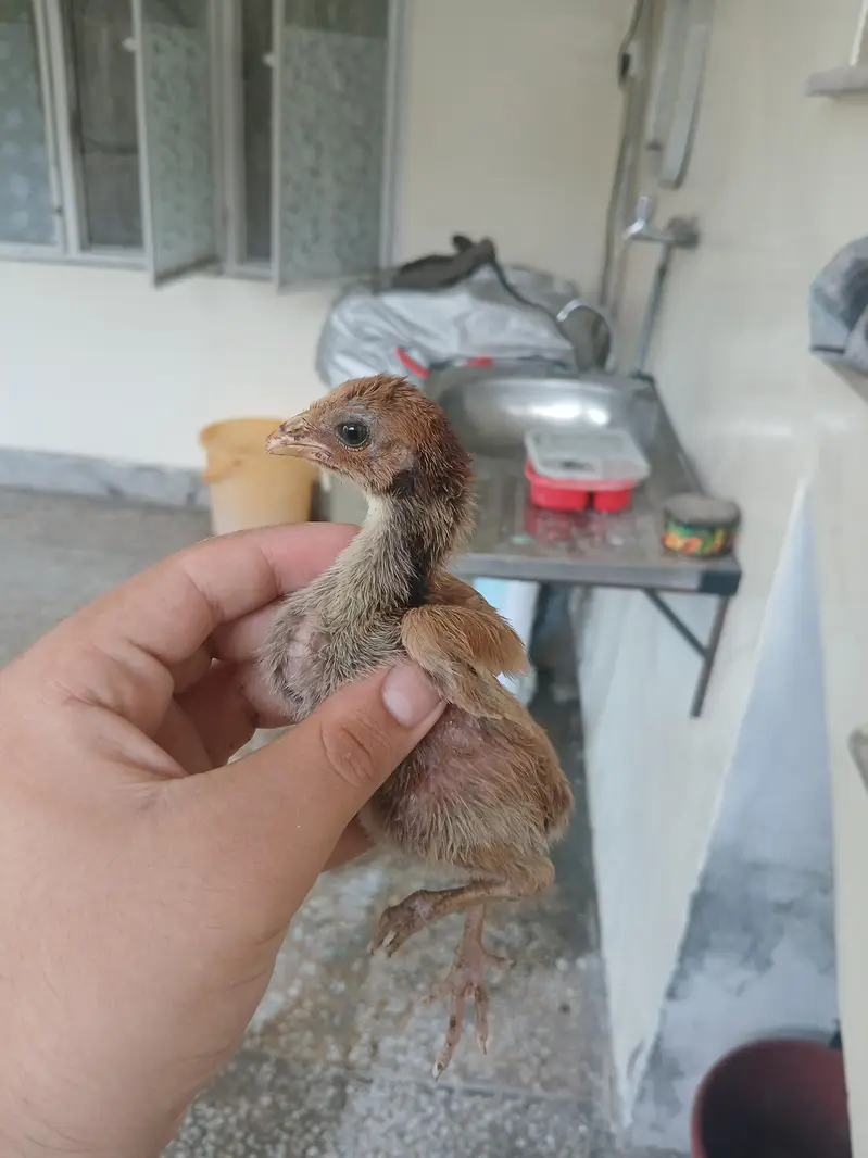 Aseel chicks for sale read add exchange possible — photo 7