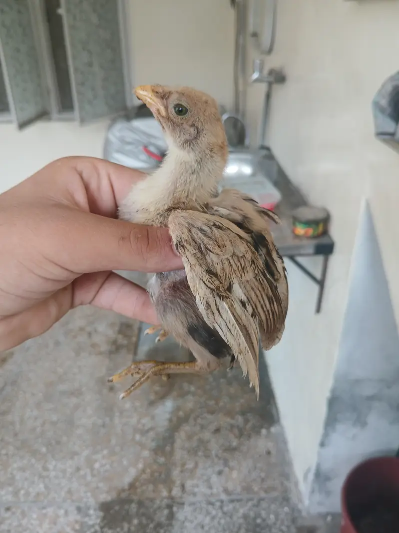 Aseel chicks for sale read add exchange possible — photo 8