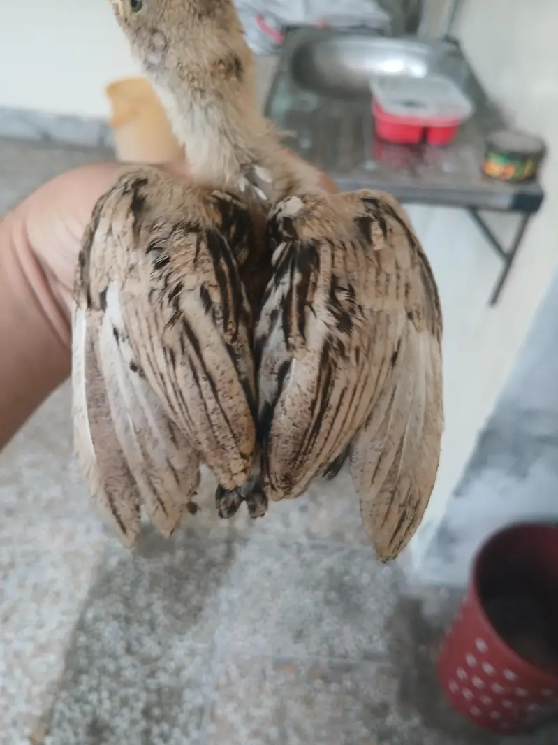 Aseel chicks for sale read add exchange possible — photo 9