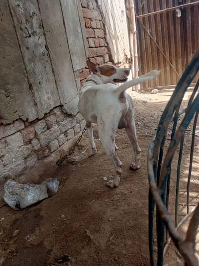 Wallaitii Bulltier