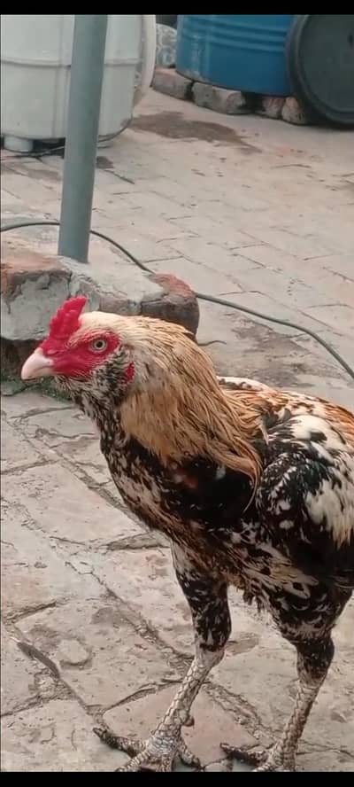 indian galva male for sale
