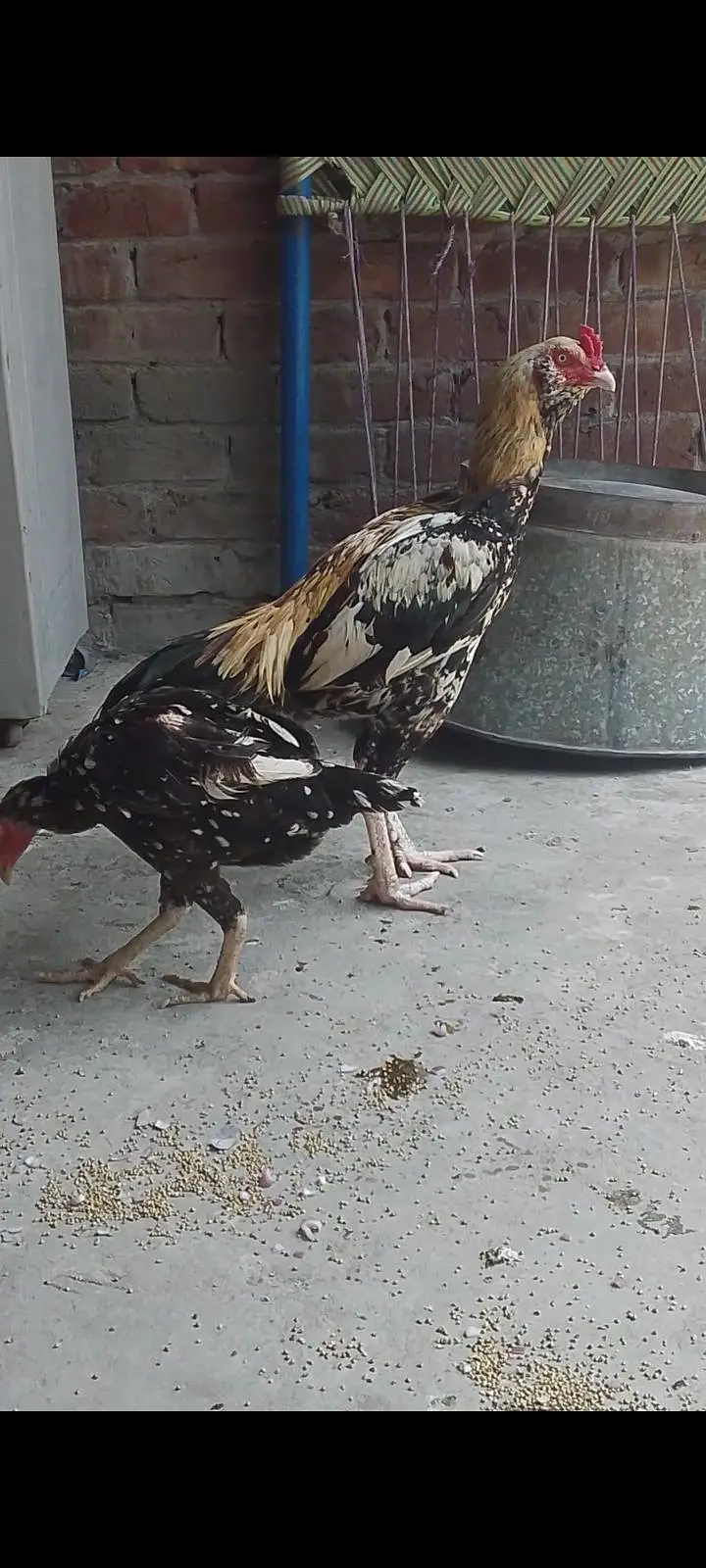 indian galva male for sale — photo 3