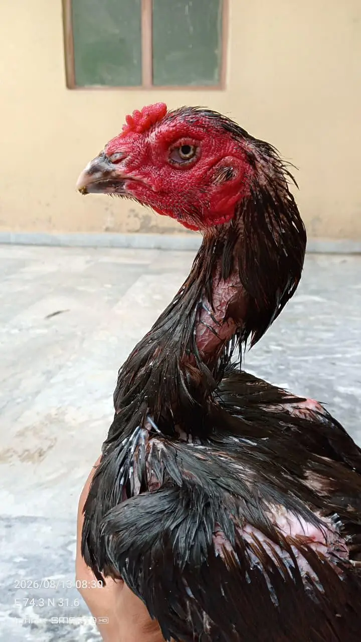 Veit Pakoye Female — photo 2