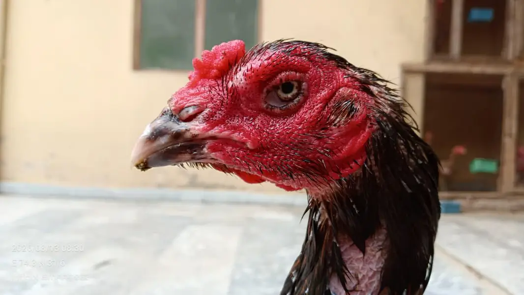 Veit Pakoye Female — photo 3