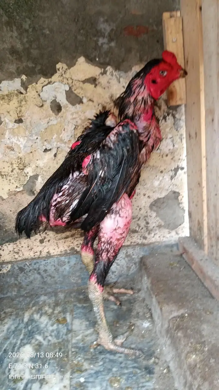 Veit Pakoye Female — photo 4