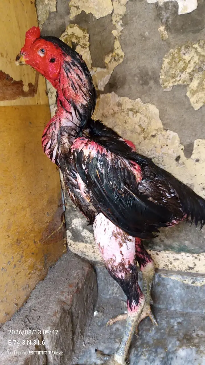 Veit Pakoye Female — photo 6
