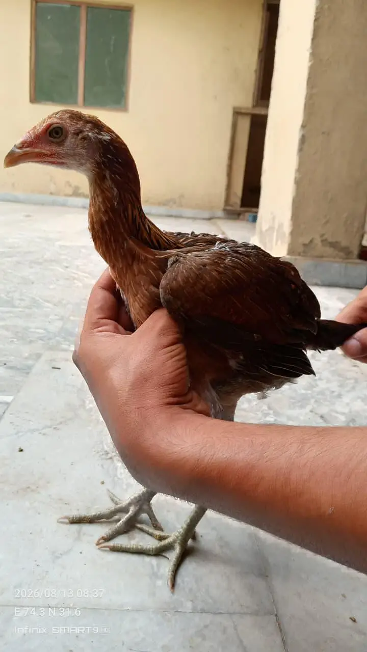 Veit Pakoye Female — photo 7