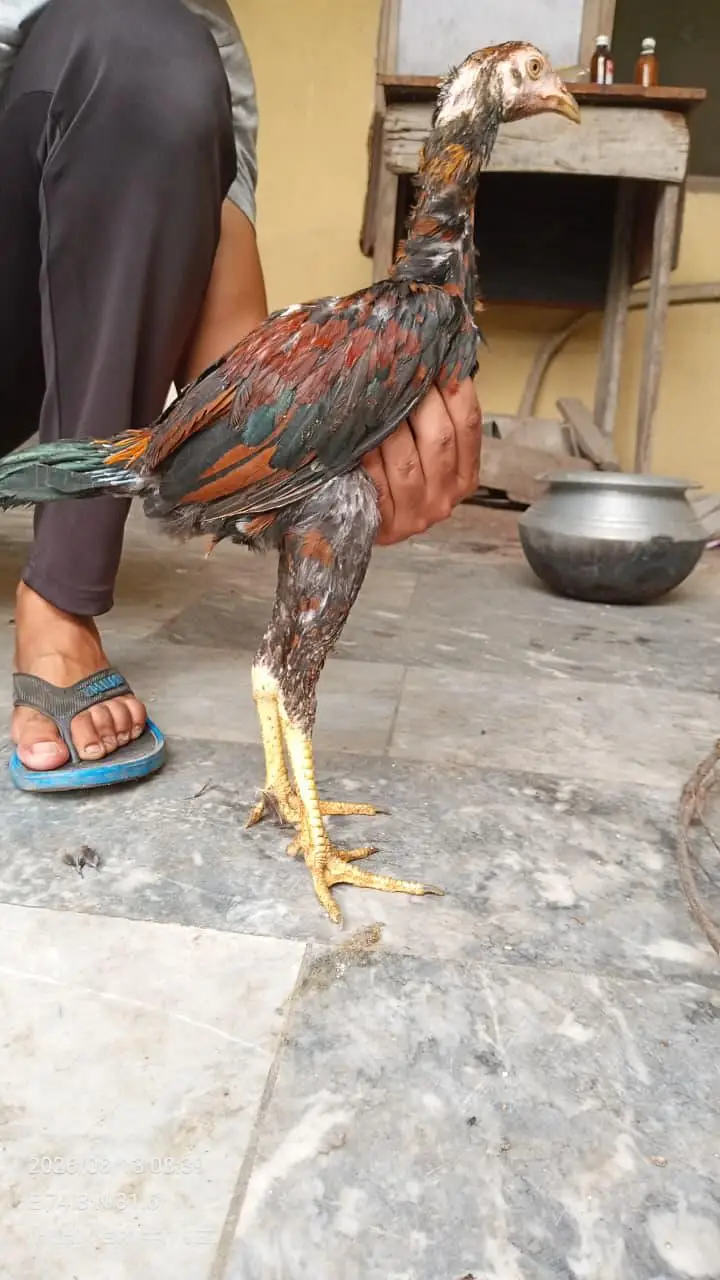 Veit Pakoye Female — photo 8