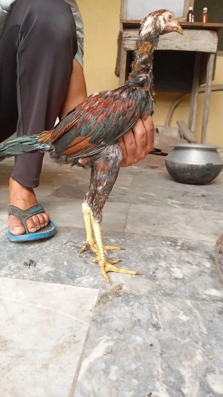 Veit Pakoye Female — photo 9