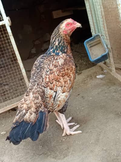 Top class madi Available he Har Ando per tyar he jis ko smj ayy rbta k