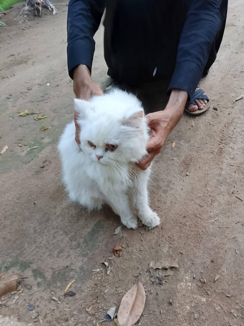 cats cat 0