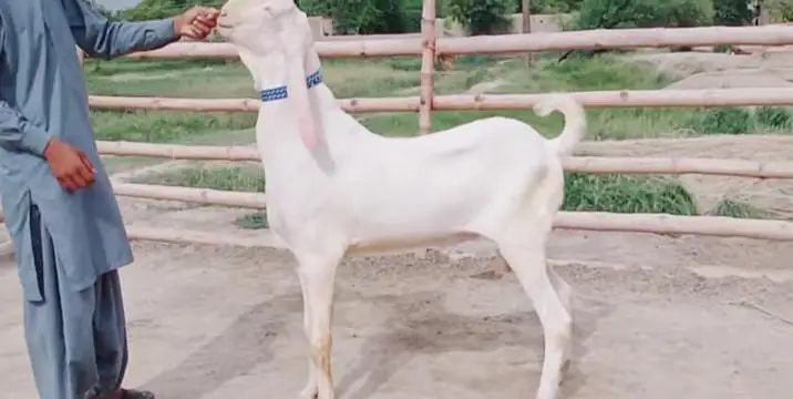 Bakra for sale WhatsApp number always on