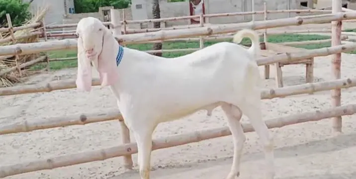 Bakra for sale WhatsApp number always on — photo 3
