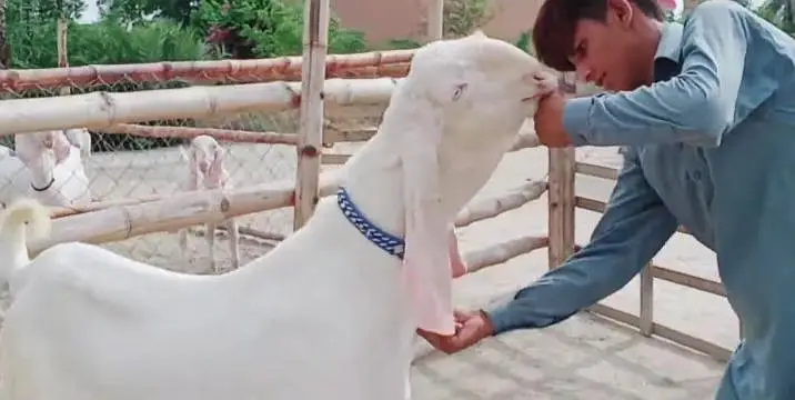 Bakra for sale WhatsApp number always on — photo 5
