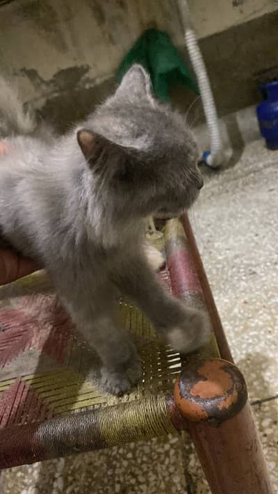 Percian cat for sale