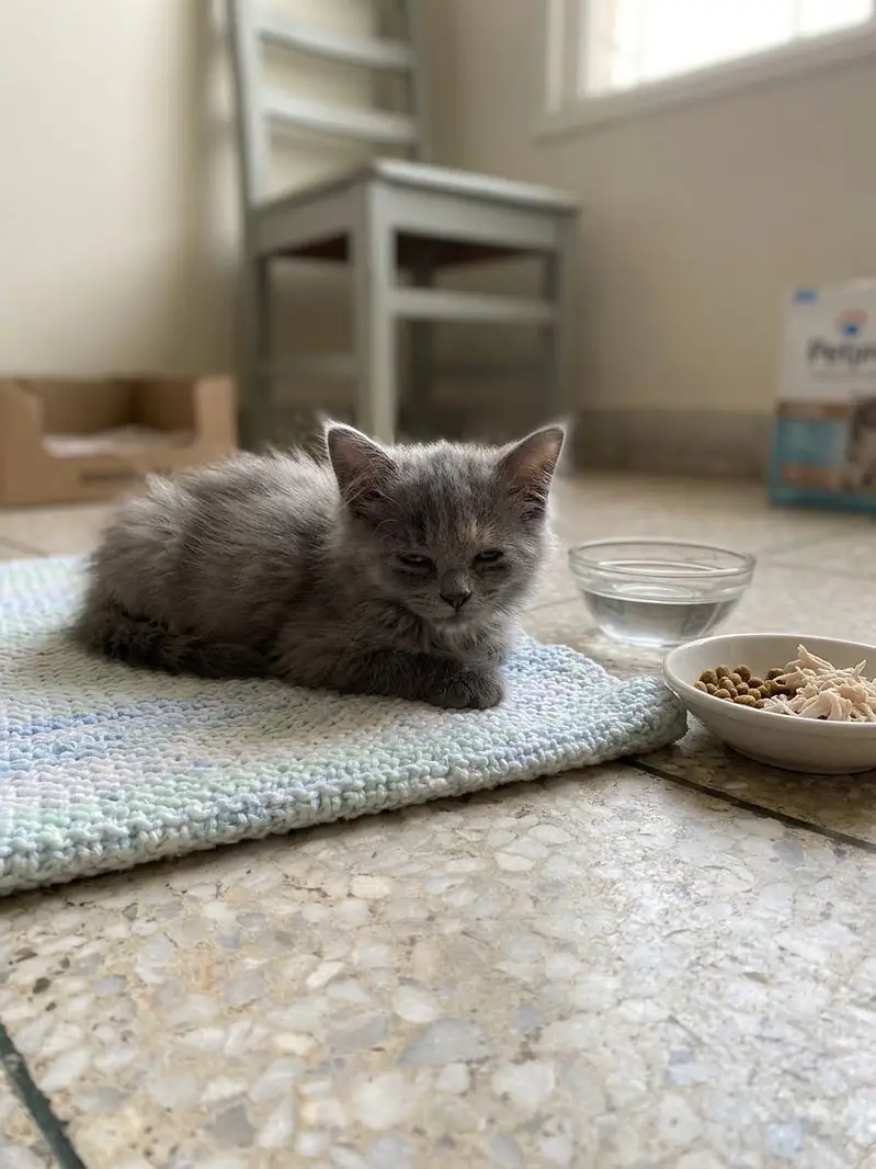 Percian cat for sale — photo 2