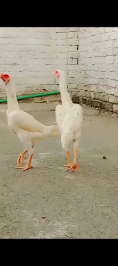 German king shamo/high quality shamo/females/white shamo/Aseel