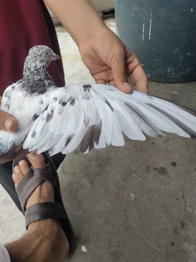 Kabutar for sale