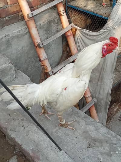 Aseel hira murga