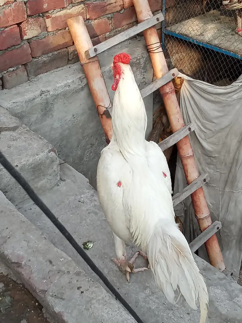 Aseel hira murga — photo 2