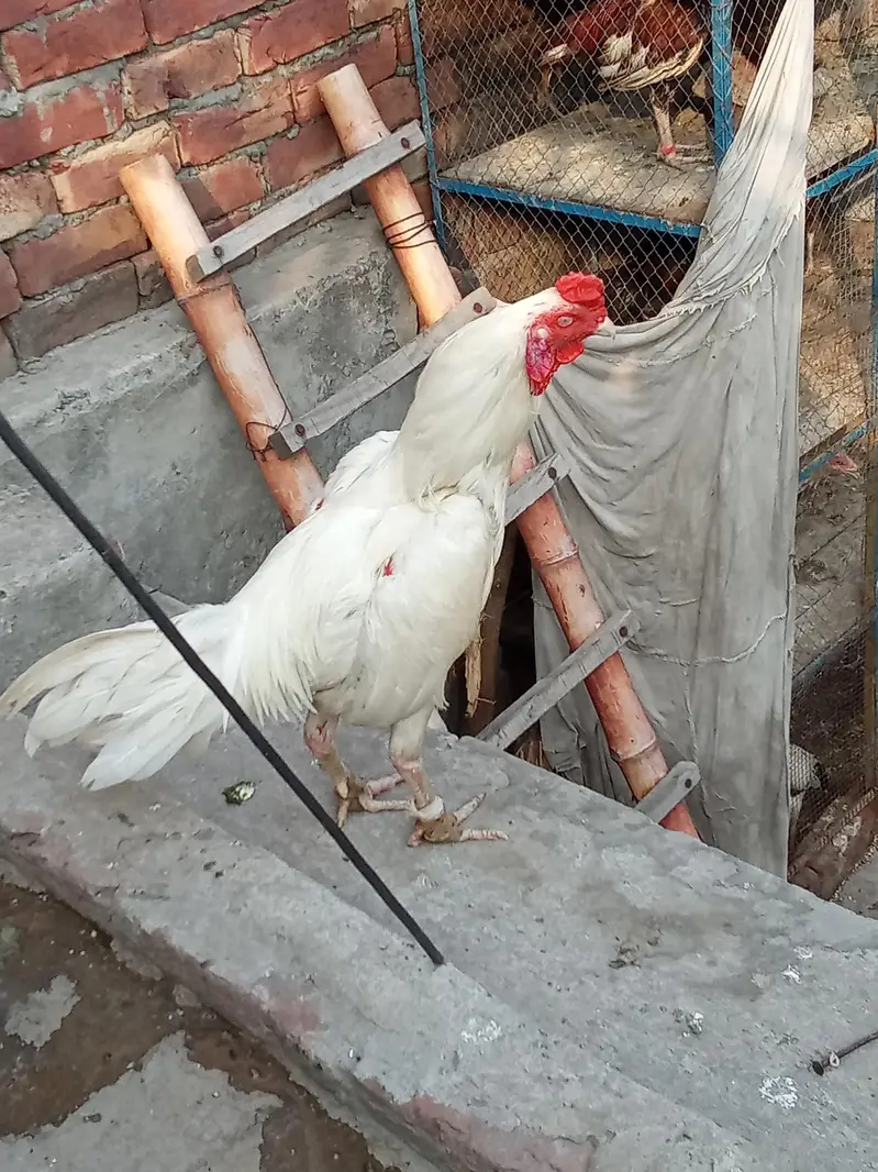 Aseel hira murga — photo 3