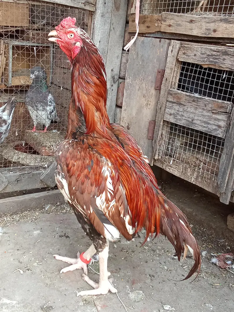 Aseel hira murga — photo 4
