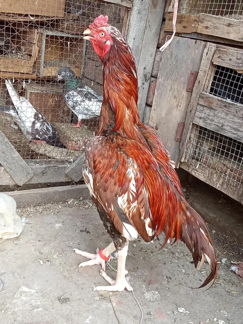 Aseel hira murga — photo 6