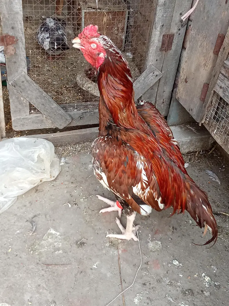 Aseel hira murga — photo 7