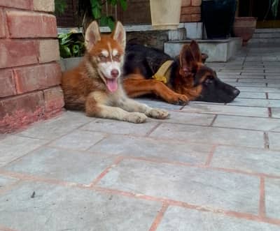 SIBERIAN HUSKY MALE PUPPY available