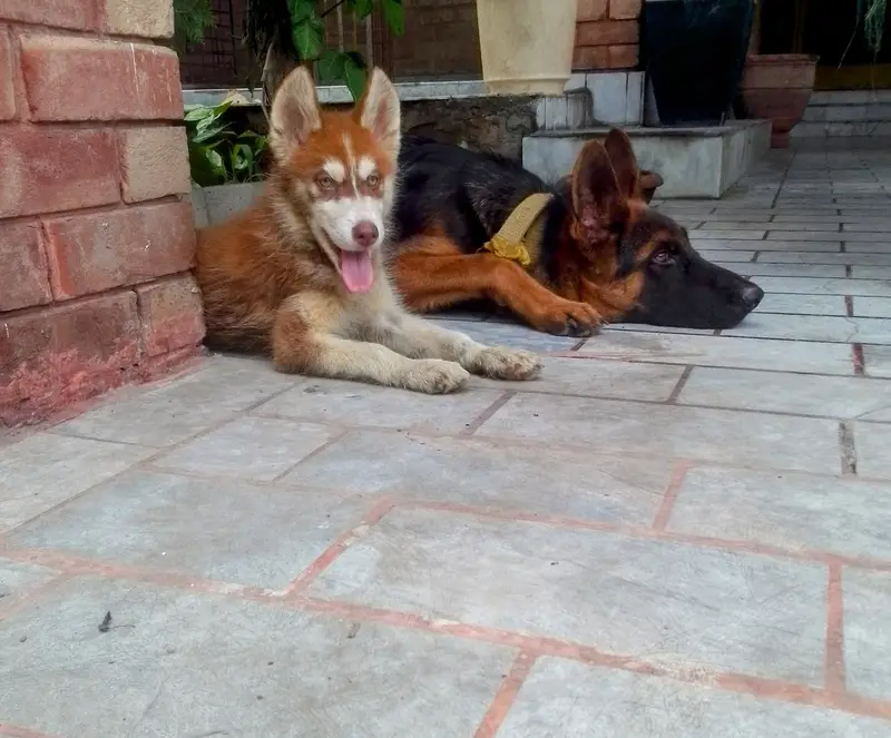 SIBERIAN HUSKY MALE PUPPY available