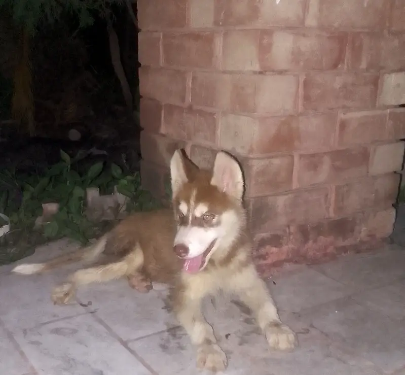 SIBERIAN HUSKY MALE PUPPY available — photo 2