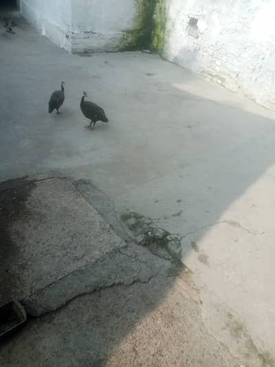 Chittari guinea fowl pair egg laying+ Rawalpindi