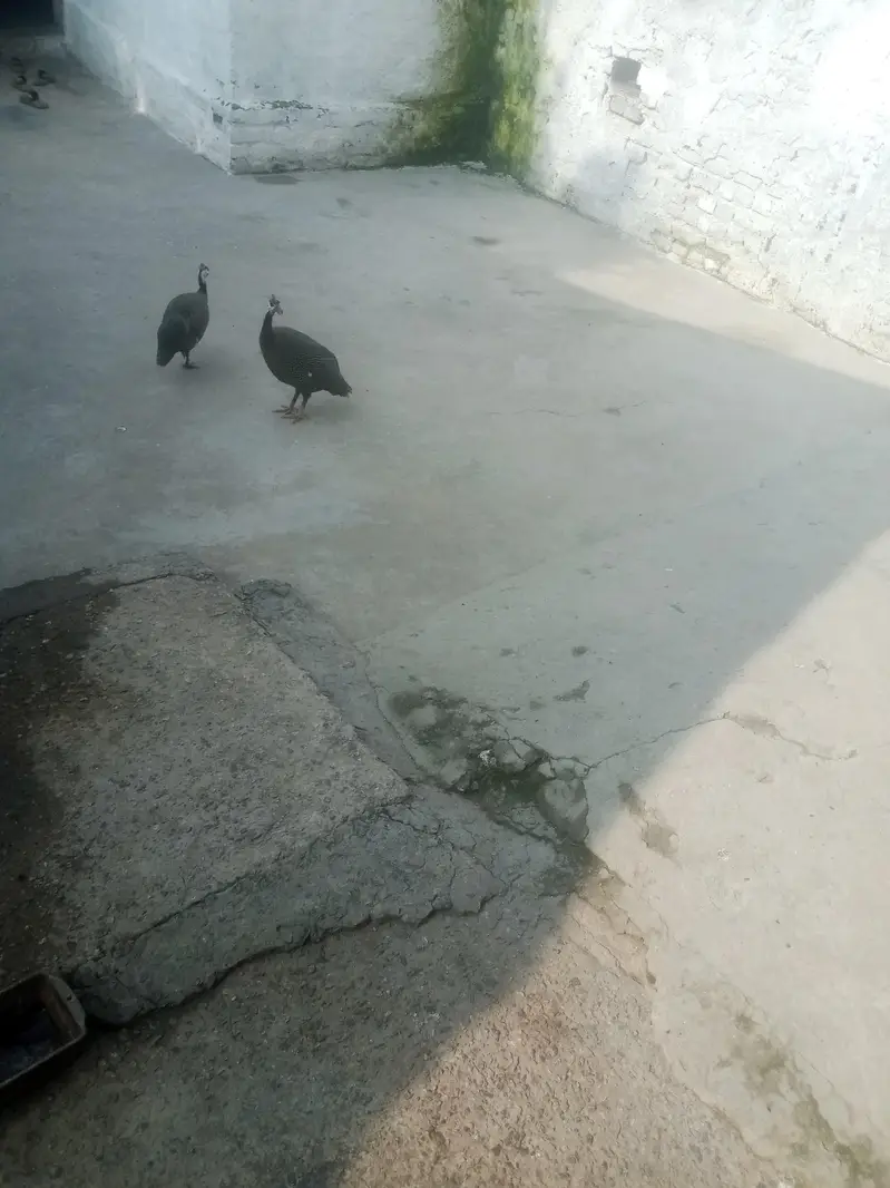 Chittari guinea fowl pair egg laying+ Rawalpindi