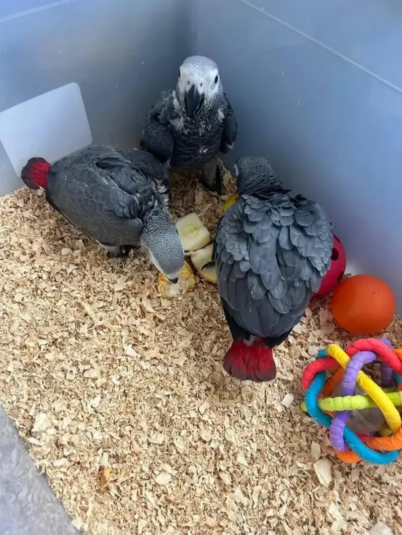 African grey parrot chicks for sale (03326663049) — photo 2