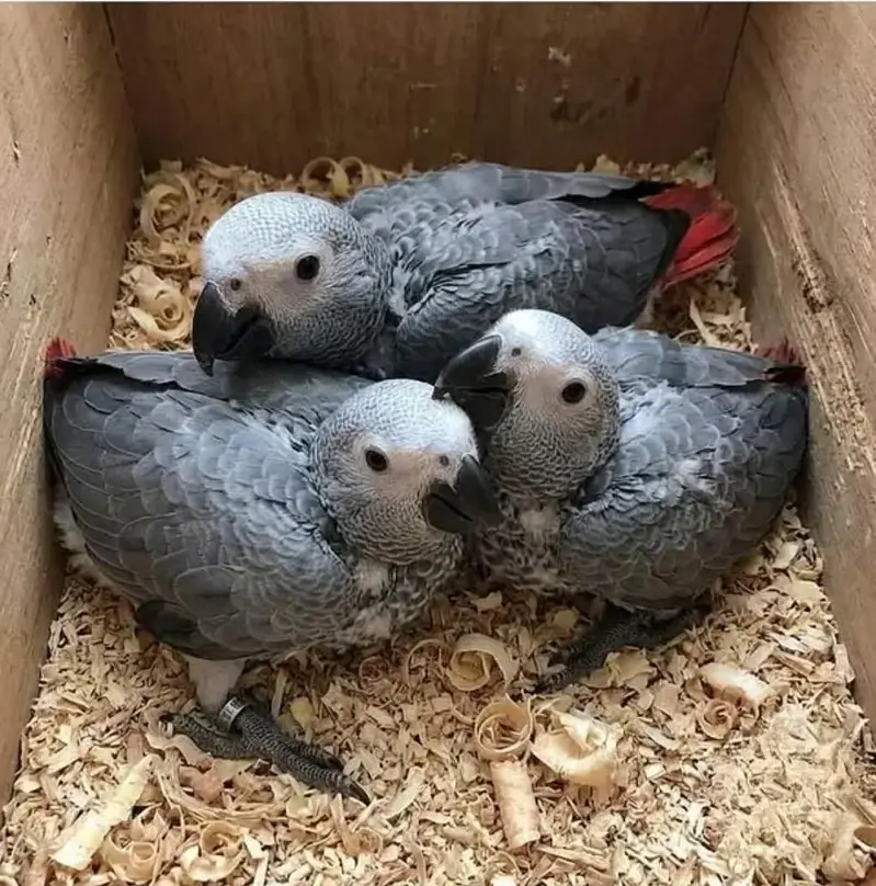 African grey parrot chicks for sale (03326663049) — photo 3
