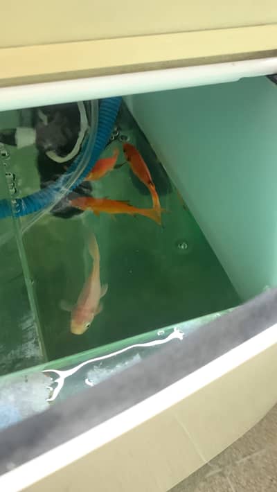 Aquarium