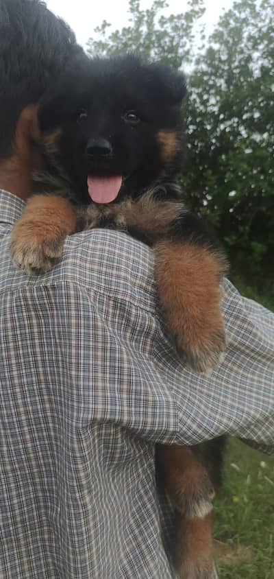 German Sherperd long coat male pupps