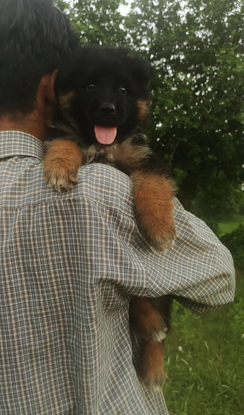 German Sherperd long coat male pupps — photo 2
