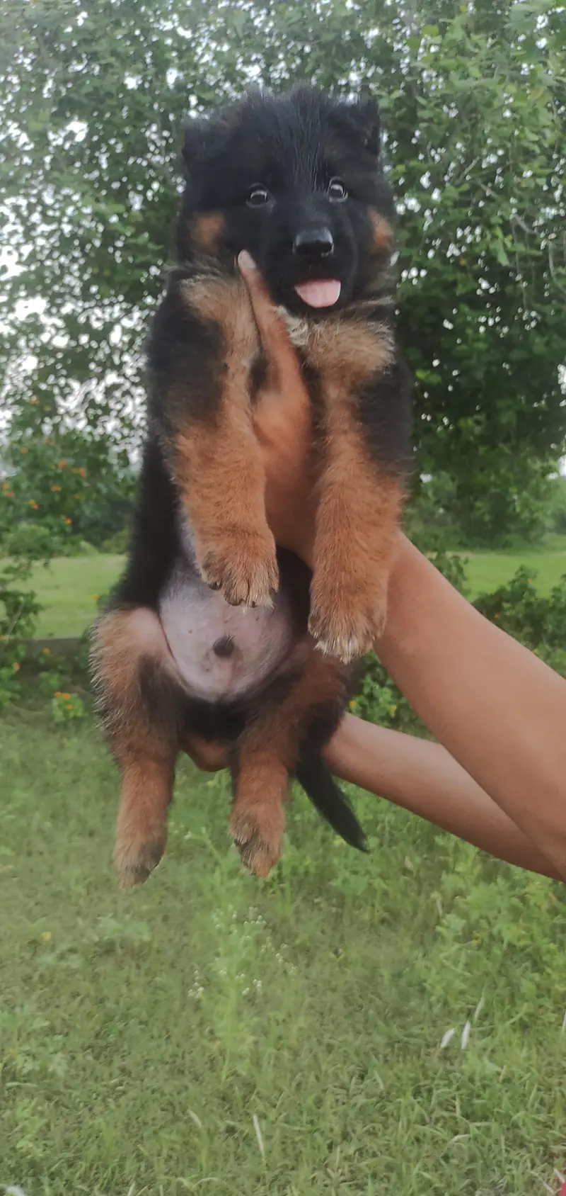 German Sherperd long coat male pupps — photo 3