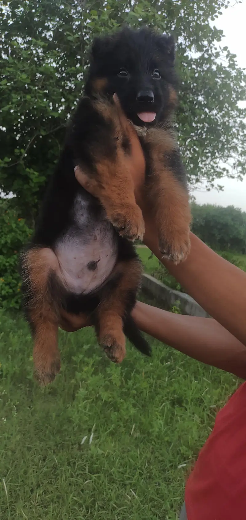 German Sherperd long coat male pupps — photo 4