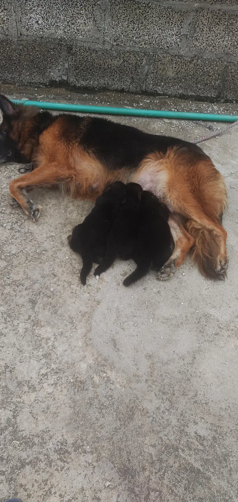 German Sherperd long coat male pupps — photo 5