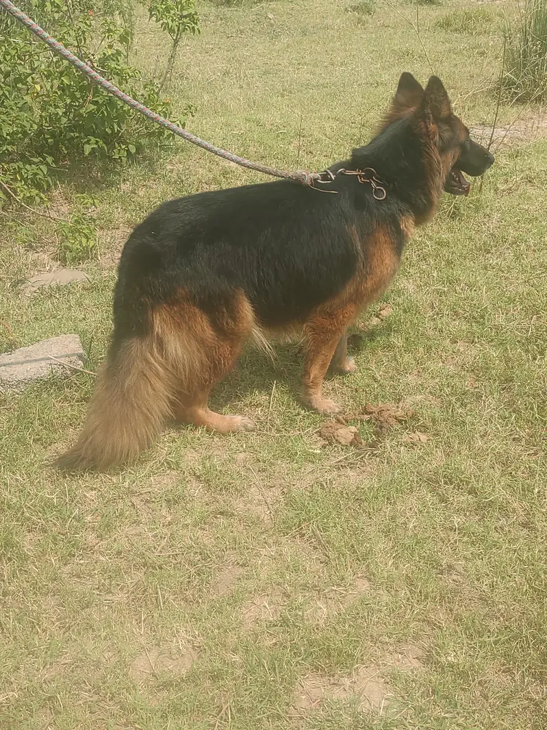German Sherperd long coat male pupps — photo 6