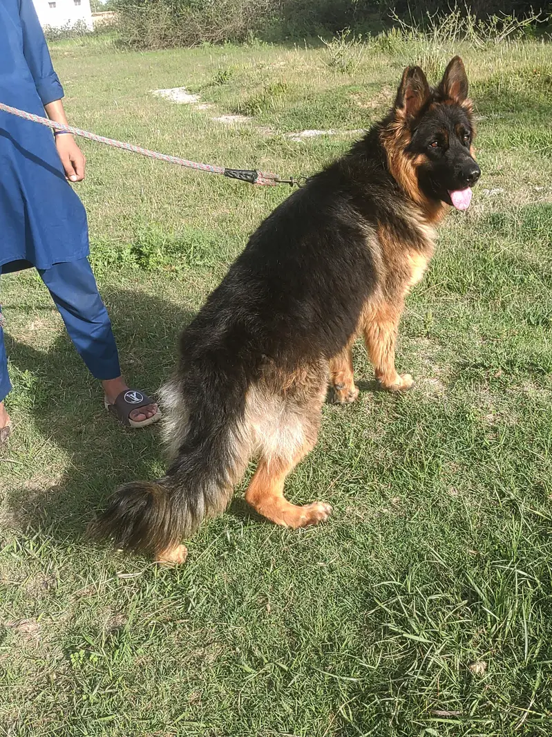 German Sherperd long coat male pupps — photo 7