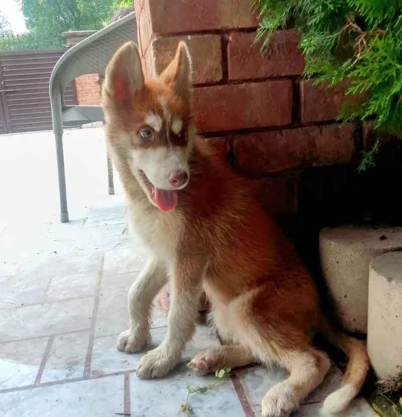 SIBERIAN HUSKY MALE PUPPY available — photo 4
