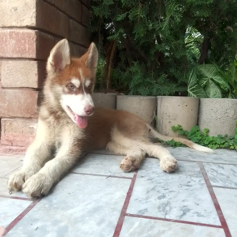 SIBERIAN HUSKY MALE PUPPY available — photo 5