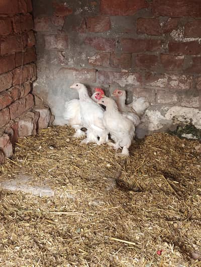 Zero Size White Bantam